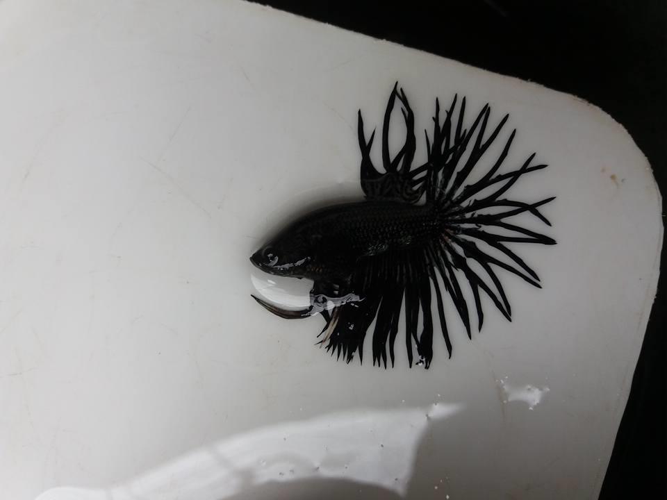 cara-nyalon-ikan-cupang cara-nyalon-ikan-cupang