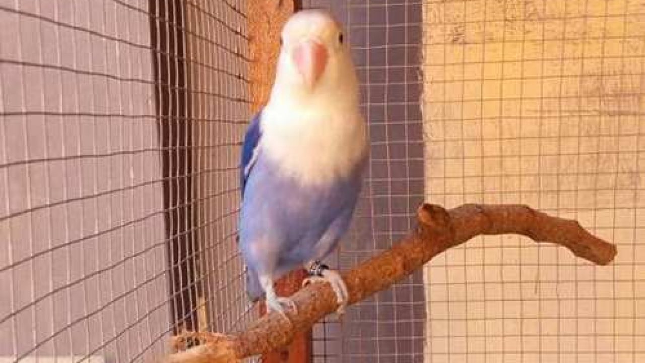 Index Of Wp Content Uploads 2017 03