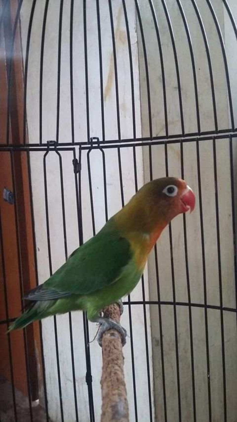 Index Of Wp Content Uploads 2017 03