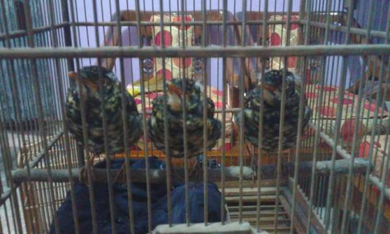 Index Of Wp Content Uploads 2017 03