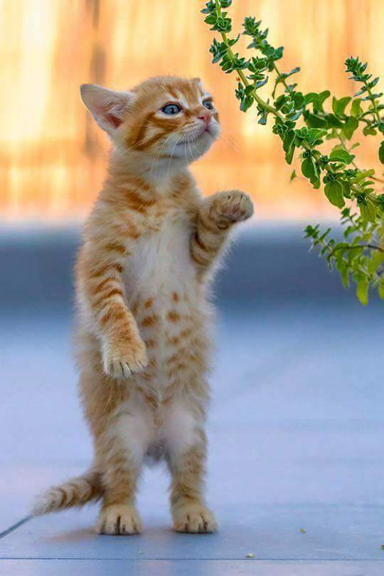 kenapa-kucing-mengeong kenapa-kucing-mengeong