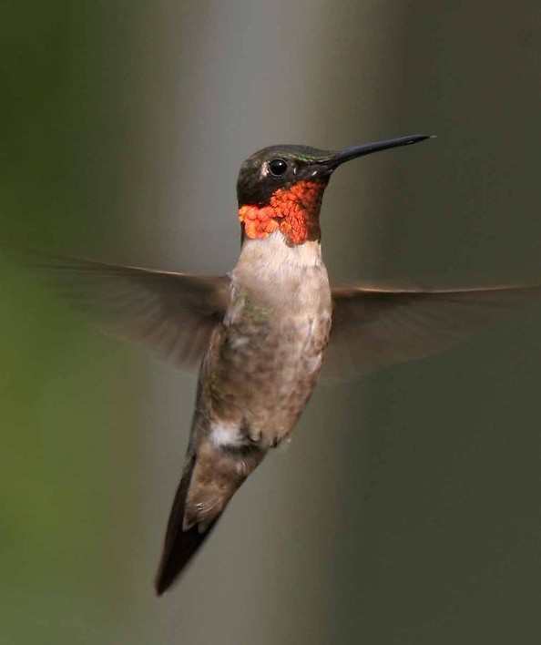 suara kolibri tarung