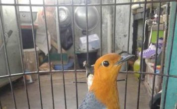 Index Of Wp Content Uploads 2017 05