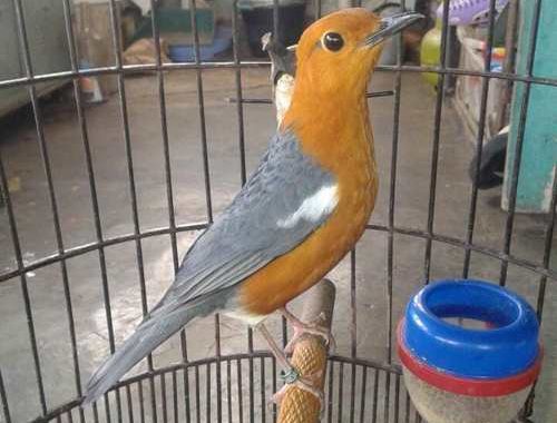 Index Of Wp Content Uploads 2017 05