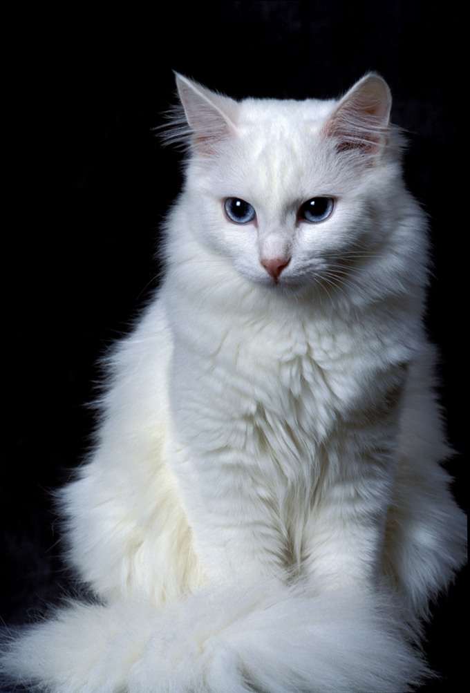 kucing angora