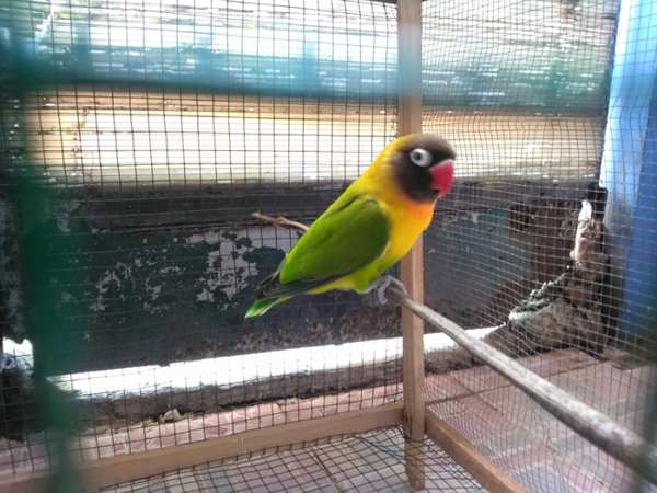 gambar-lovebird-warna-dakocan