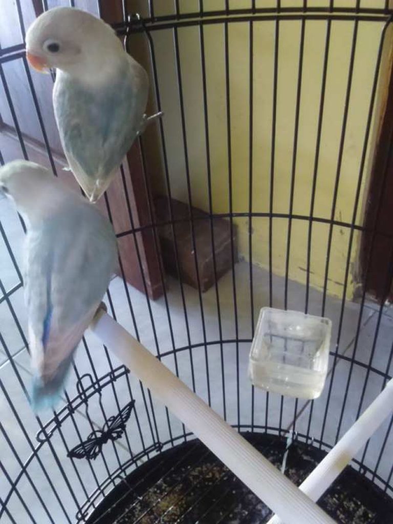 Index Of Wp Content Uploads 2017 06