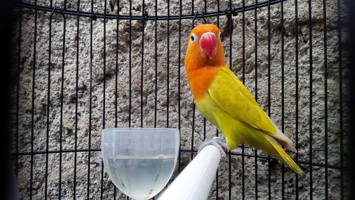 Gambar Lovebird Warna Pastel Kuning