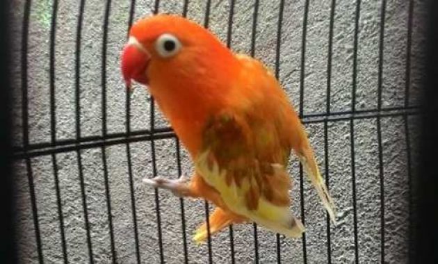 Index Of Wp Content Uploads 2017 06