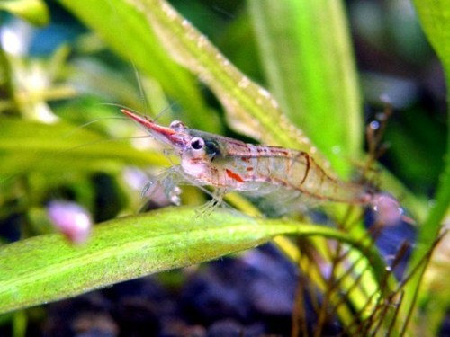 jenis-udang-hias-Red-Nose-Shrimp