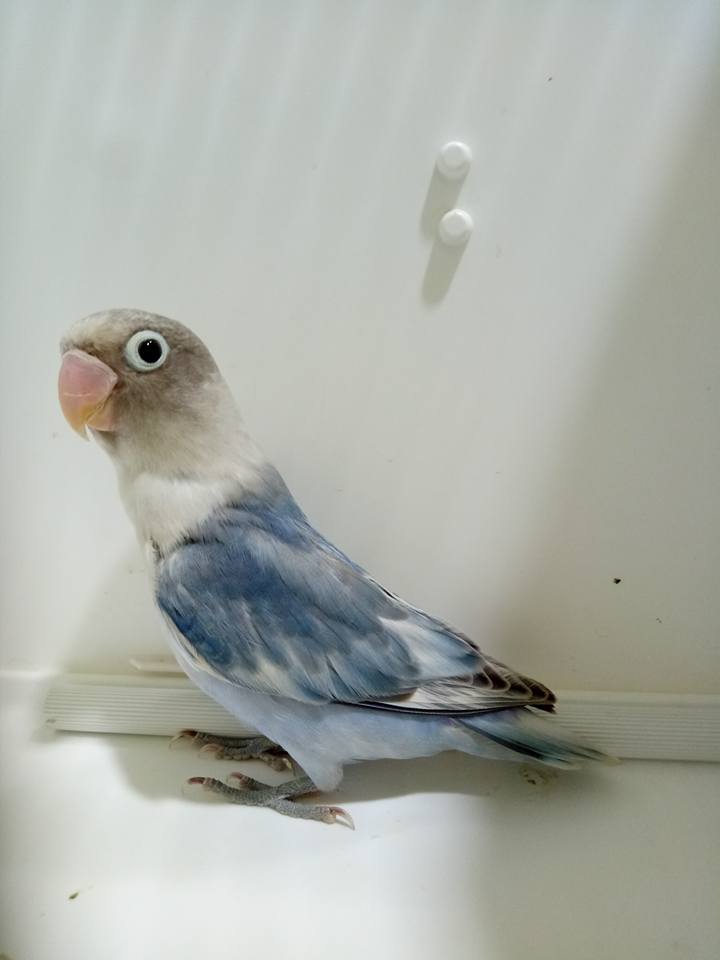 lovebird-blorok-blue-series lovebird-blorok-blue-series