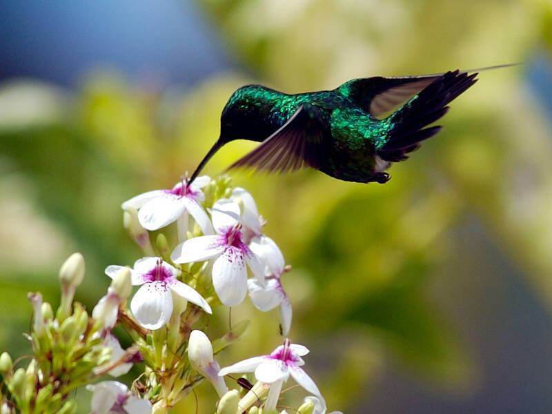 makanan-burung-kolibri