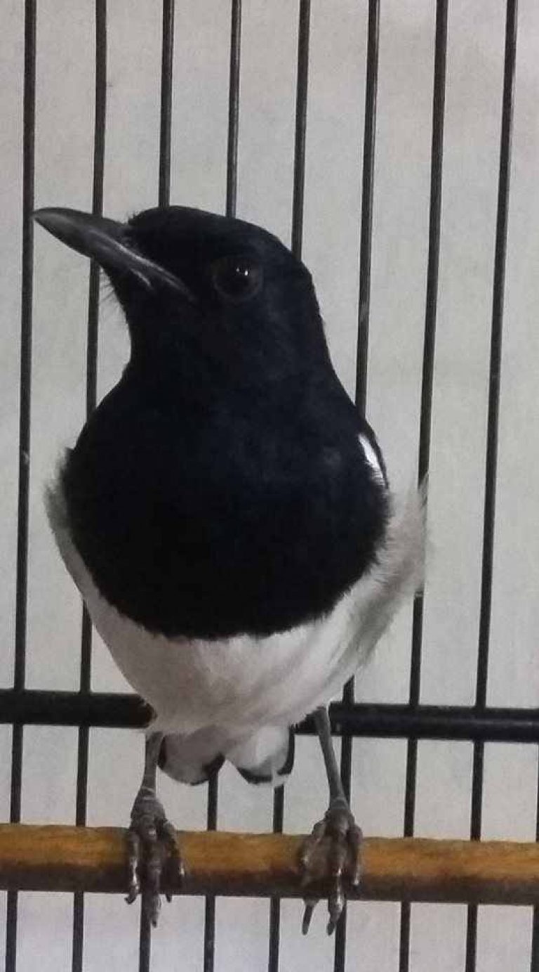 Index Of Wp Content Uploads 2017 08