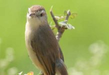 Download Suara Ciblek Gunung Gacor Untuk Masteran Mp3