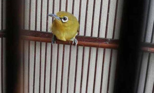 Index Of Wp Content Uploads 2017 08