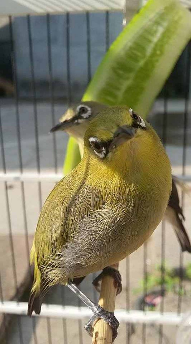 Index Of Wp Content Uploads 2017 08