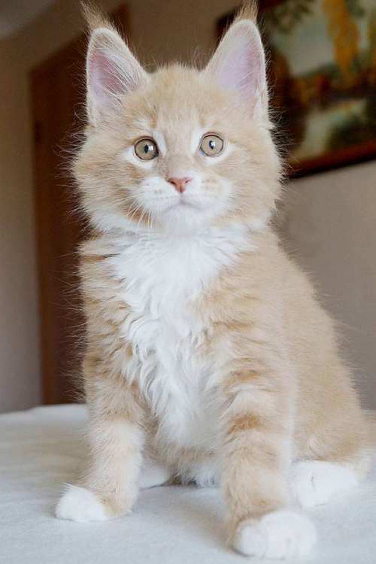 √ Ciri-Ciri Kucing Maine Coon Asli - Binatang Peliharaan