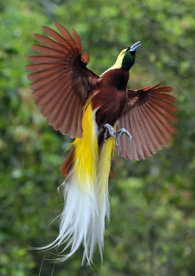 burung cendrawasih