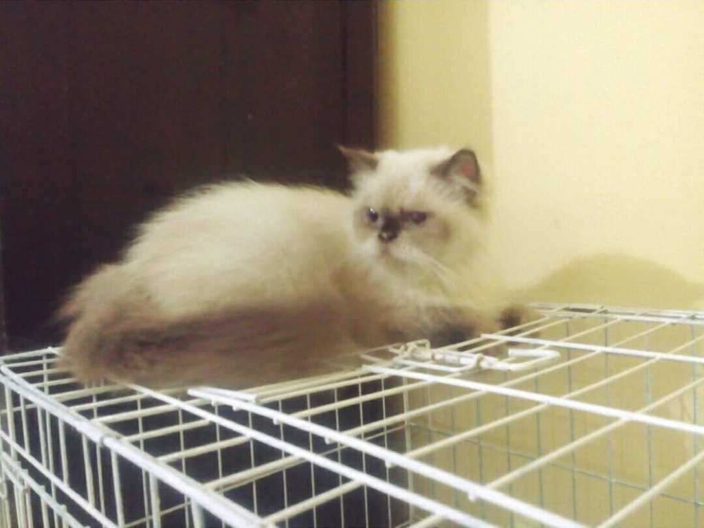 Lovely World Cat Jenis Jenis Kucing Jenis Jenis Kucing