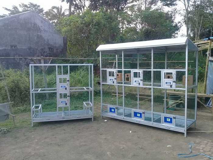  kandang  lovebird  ternak  koloni Binatang Peliharaan