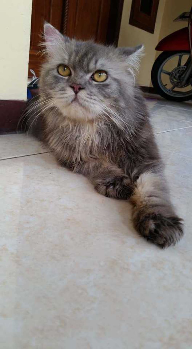 Index Of Wp Content Uploads 2017 10