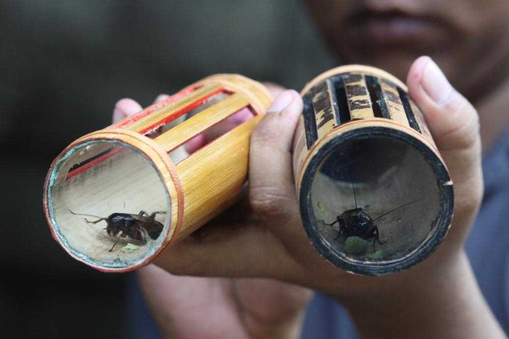 suara-jangkrik-asli suara-jangkrik-asli