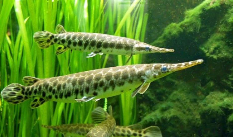 Ikan-Aligator-ikan-hias-air-tawar