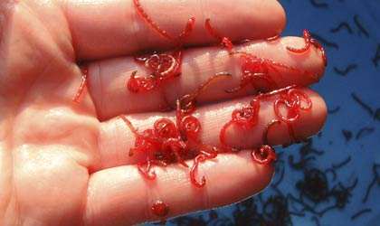 bloodworm-makanan-ikan-guppy
