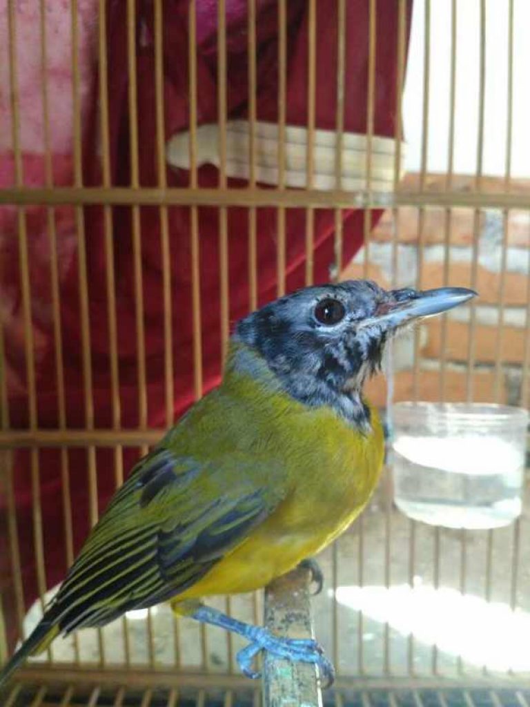 Index Of Wp Content Uploads 2017 11