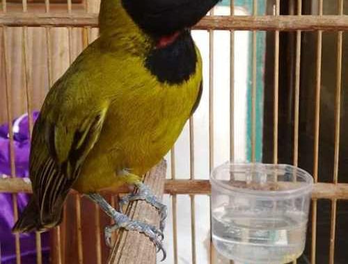 Index Of Wp Content Uploads 2017 11