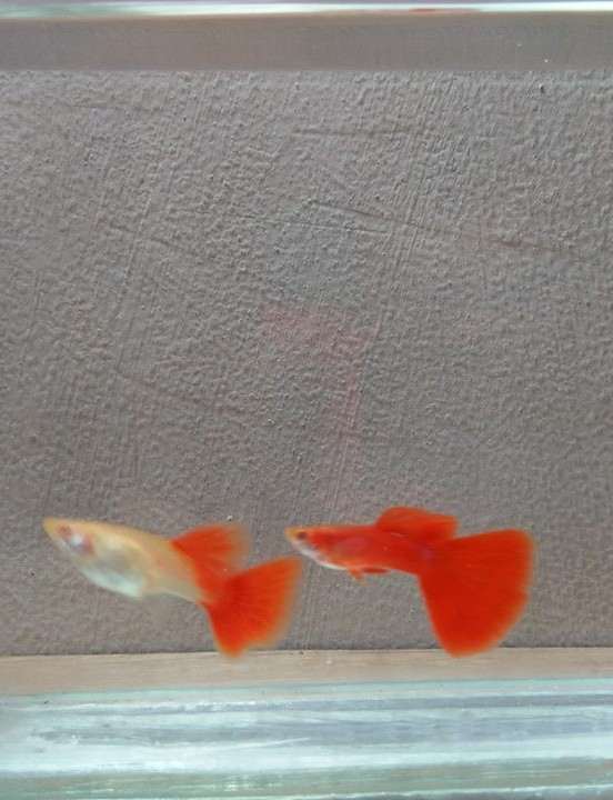 ikan guppy