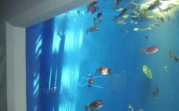 Index Of Wp Content Uploads 2017 12