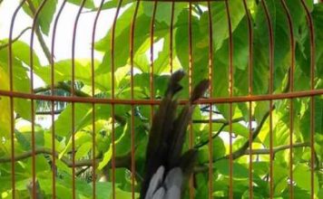 Index Of Wp Content Uploads 2017 12