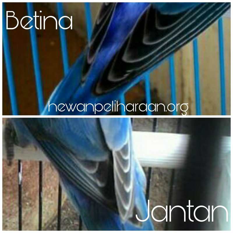 membedakan-lovebird-jantan-dan-betina-sayap