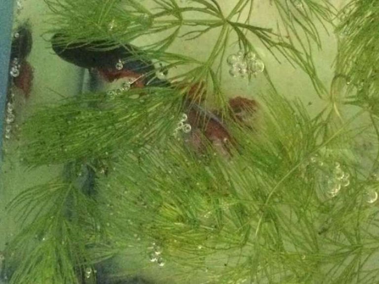 Index Of Wp Content Uploads 2017 12