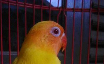 Index Of Wp Content Uploads 2017 12