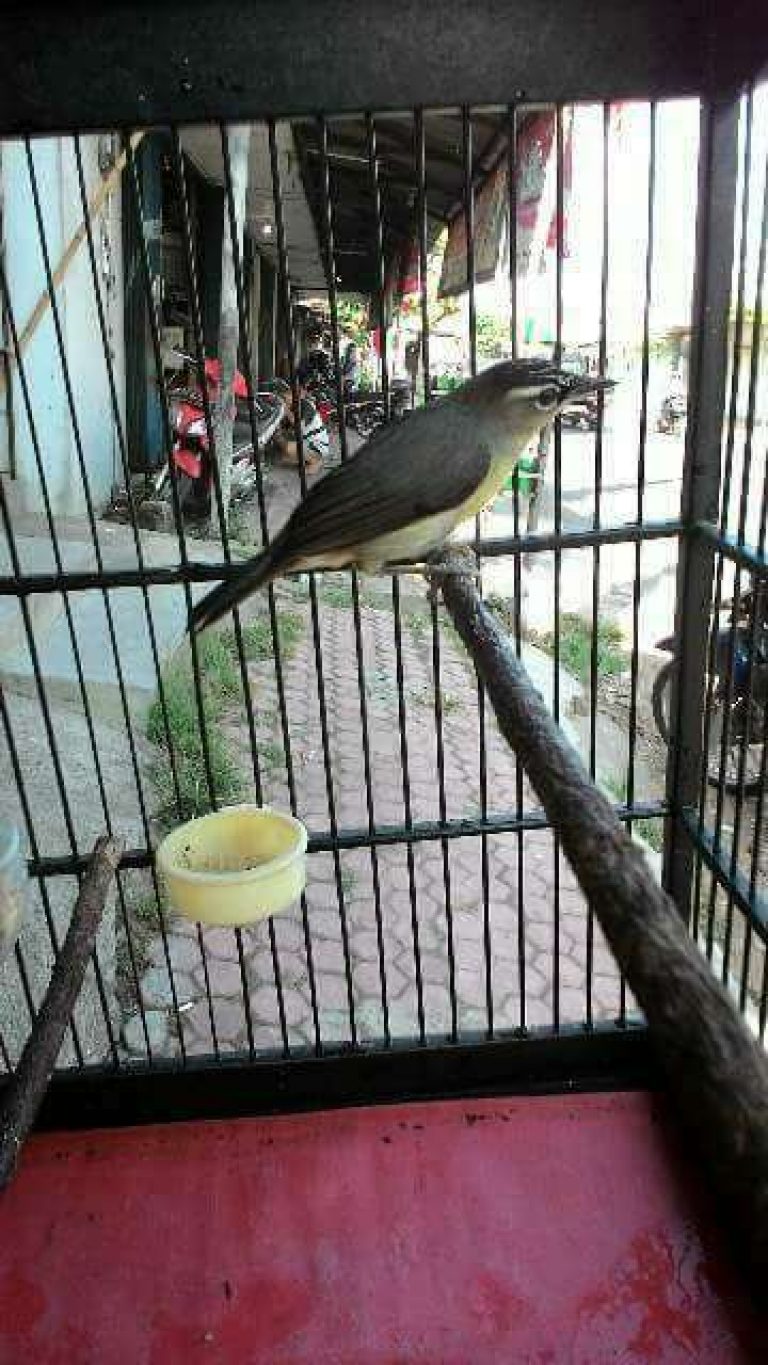 17+ Gambar Burung Opior Jawa Jantan - Gani Gambar
