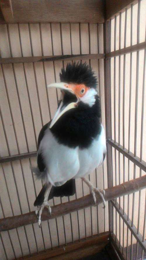 √ Download Suara Burung Jalak Suren Jawa Gacor Konslet - Binatang Peliharaan