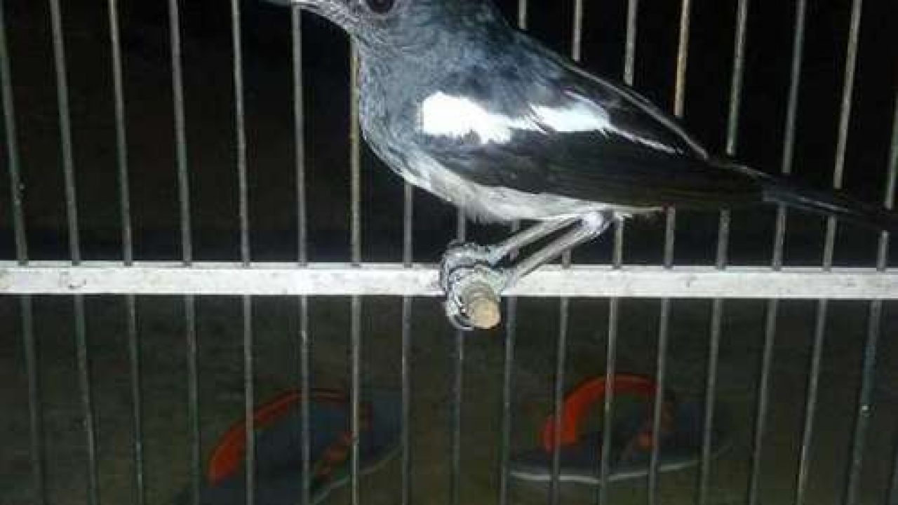 Index Of Wp Content Uploads 2017 12