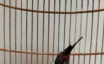 Cililin Archives Binatang Peliharaan