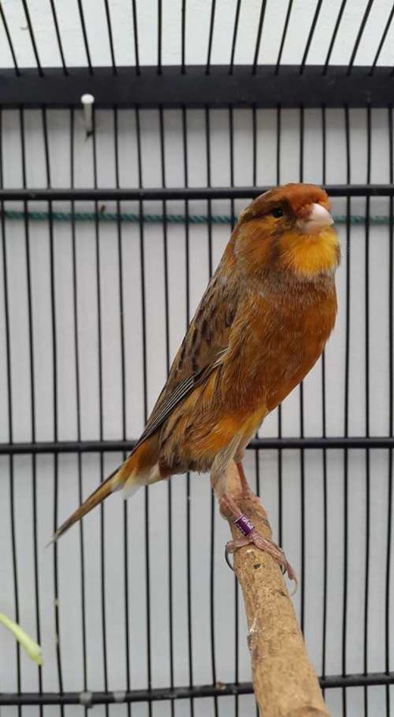 Index Of Wp Content Uploads 2018 01