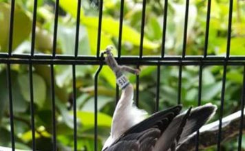 Index Of Wp Content Uploads 2018 01