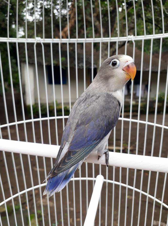 lovebird-blue-euwing-fischeri