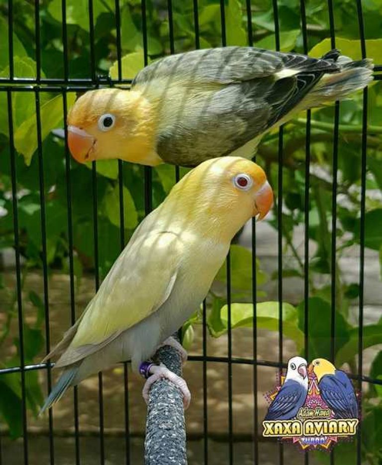 Index Of Wp Content Uploads 2018 02