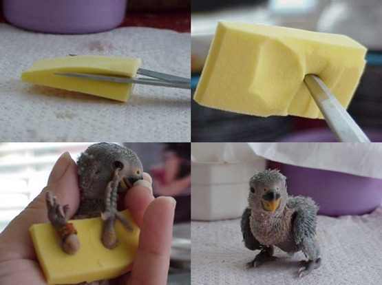 mengatasi-kaki-lovebird-melebar