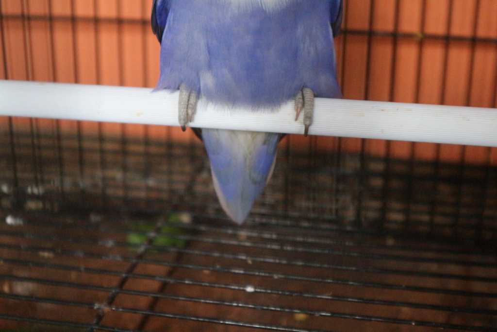 Perbedaan-Lovebird-Balibu-dan-Dewasa