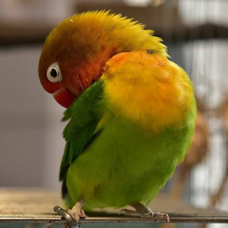 lovebird-tipe-kering