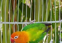 Index Of Wp Content Uploads 2018 04