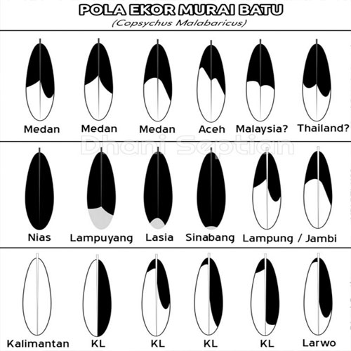 Cara Membedakan Jenis Murai Batu Dari Ekornya Update