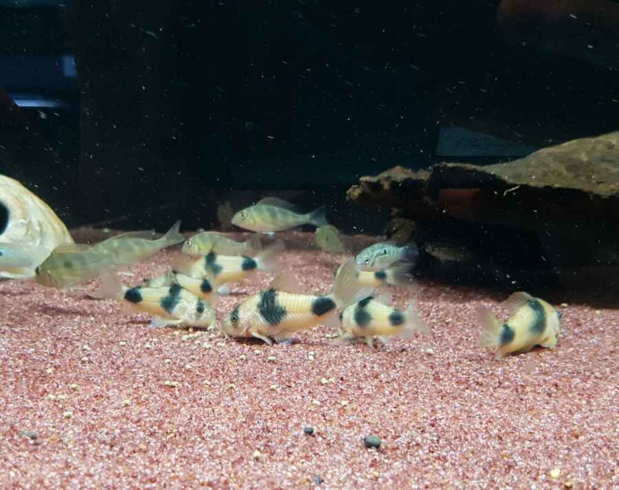 ikan-Corydoras-pemakan-alga